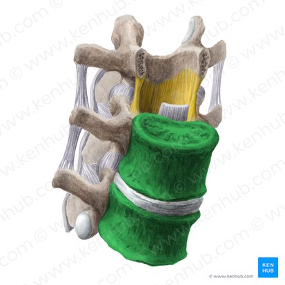 Vertebral body (Corpus vertebrae); Image: Liene Znotina