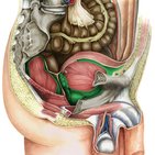 Pelvis and perineum