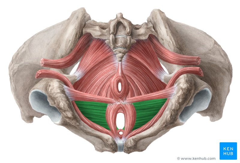 4. Structure of the pelvic diaphragm. The perineal body is formed by