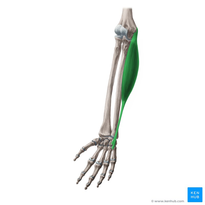 Flexor carpi ulnaris muscle (Musculus flexor carpi ulnaris)
