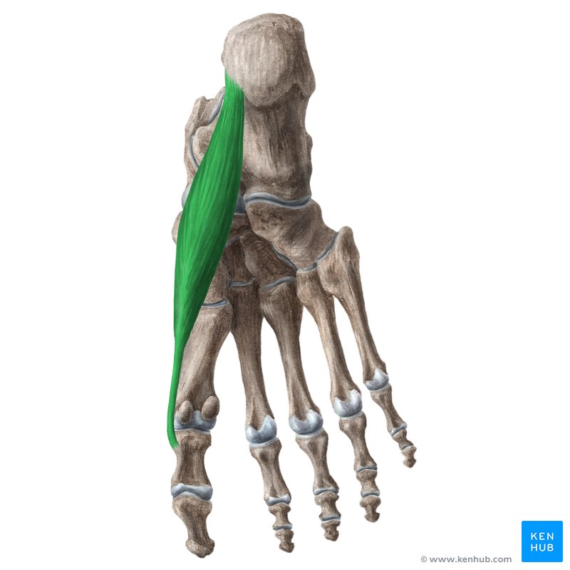 Abductor hallucis muscle (Musculus abductor hallucis)