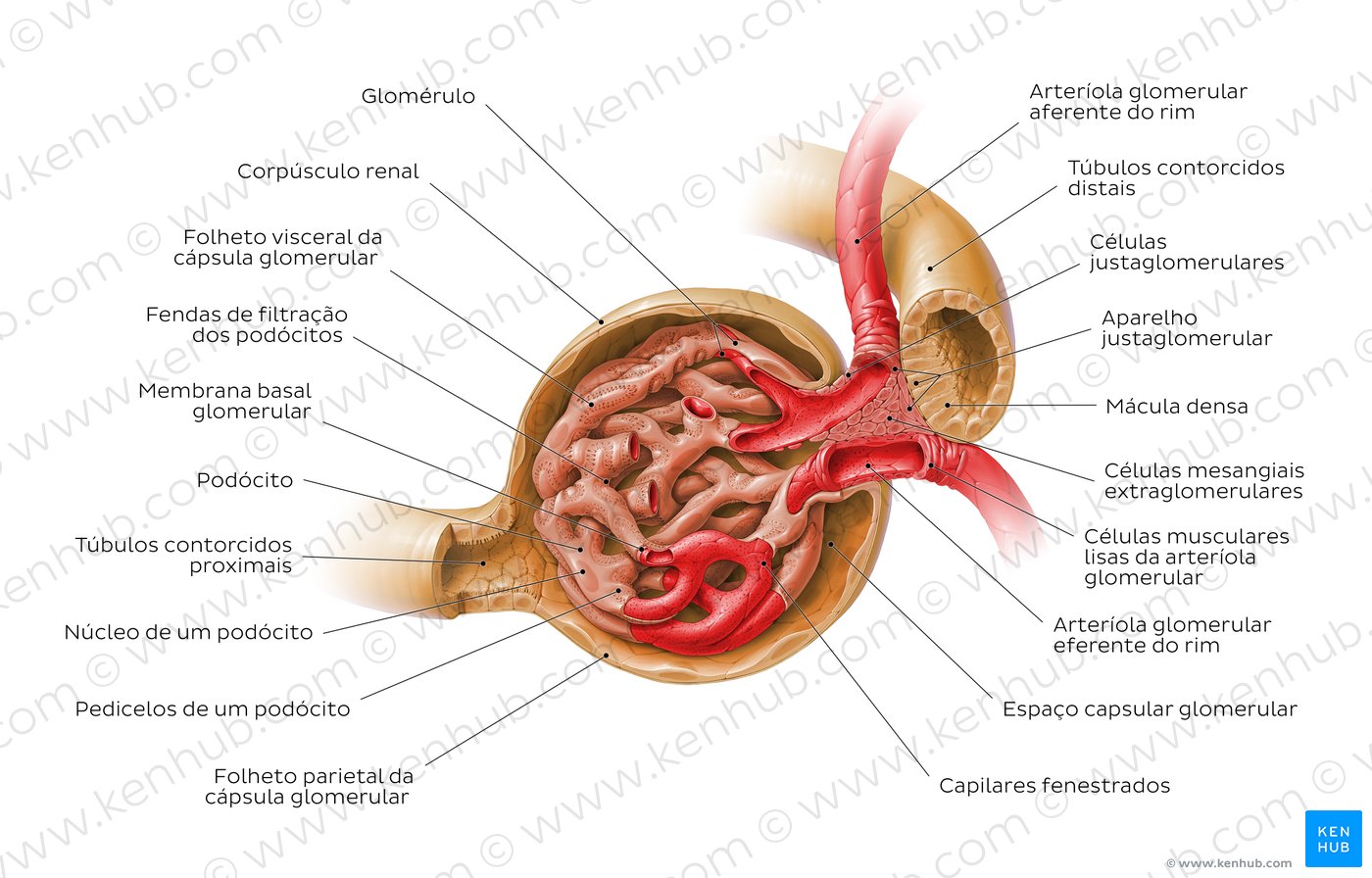 Corpúsculo renal e aparelho justaglomerular - Visão geral