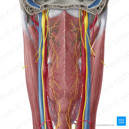 Arteria pharyngea ascendens (Aufsteigende Rachenarterie); Bild: Yousun Koh