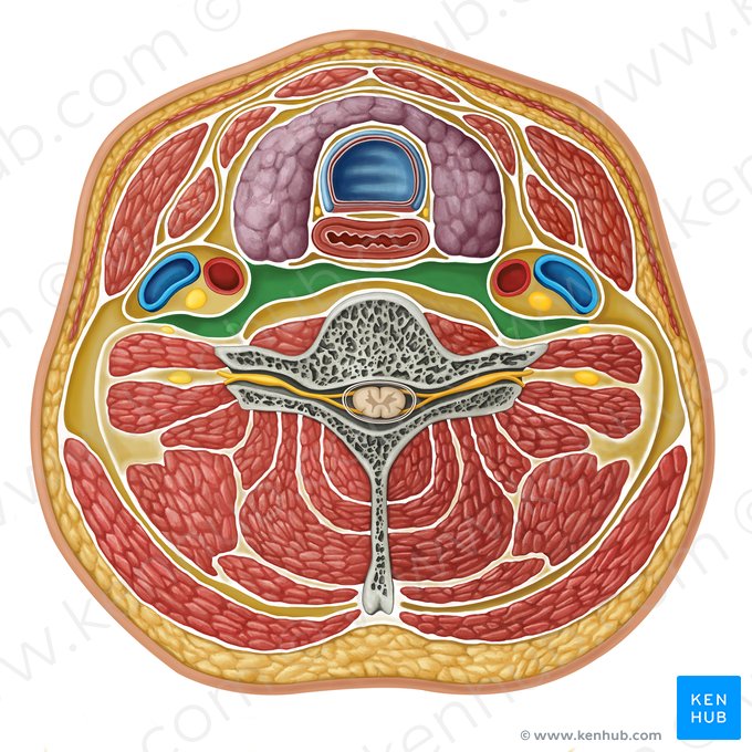 Compartimento retrofaríngeo (Compartmentium retropharyngeum); Imagem: Irina Münstermann