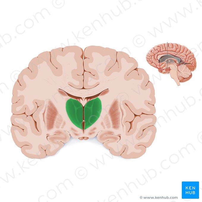 Tálamo (Thalamus); Imagem: Paul Kim