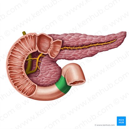 Ascending part of duodenum (Pars ascendens duodeni); Image: Irina Münstermann