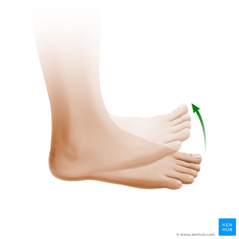 Dorsiflexão do pé