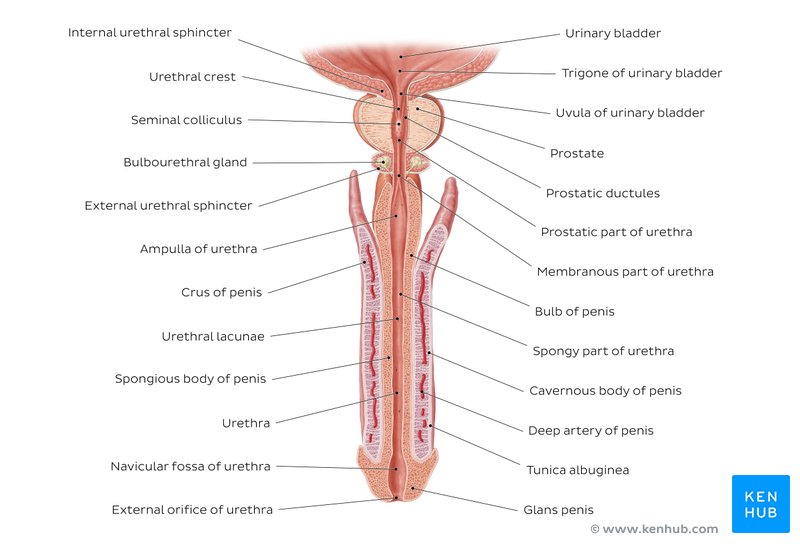 Male reproductive system diagram: Contents of the root, body and glans of penis.