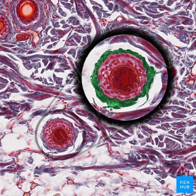 Dermal sheath; Image: 