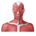 Main muscles of the head and neck