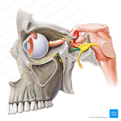 Nervio maxilar (Nervus maxillaris); Imagen: Paul Kim