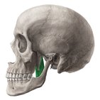 Músculo pterigóideo medial