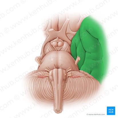 Lobus temporalis (Schläfenlappen); Bild: Paul Kim