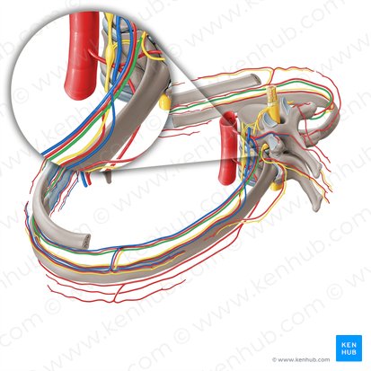 Nervo intercostal (Nervus intercostalis); Imagem: Paul Kim