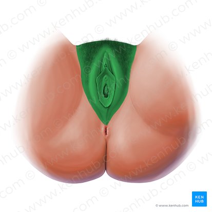 Vulva; Imagem: Paul Kim