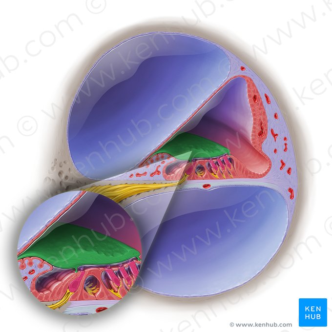 Membrana tectoria del conducto coclear (Membrana tectoria ducti cochlearis); Imagen: Paul Kim