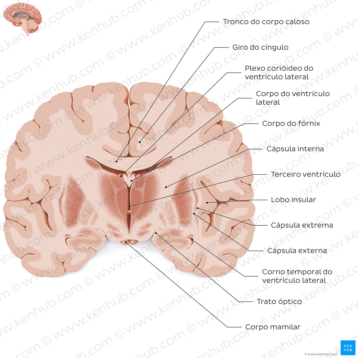 Coronal section of the brain (thalamus level): White matter structures