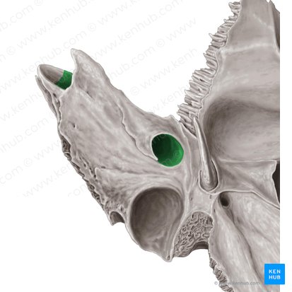 Carotid canal (Canalis caroticus); Image: Samantha Zimmerman