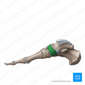 Navicular bone (Os naviculare); Image: Paul Kim