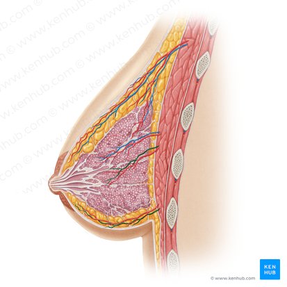 Vena intercostalis posterior (Hintere Zwischenrippenvene); Bild: Samantha Zimmerman