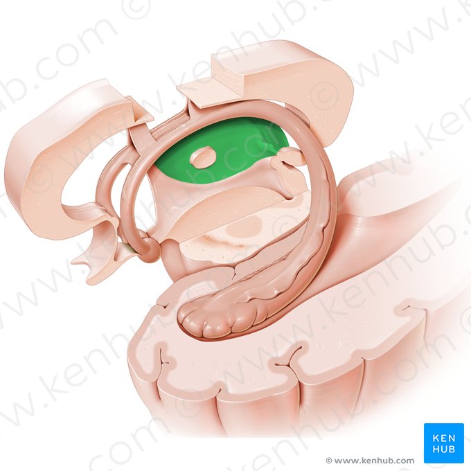 Tálamo (Thalamus); Imagen: Paul Kim