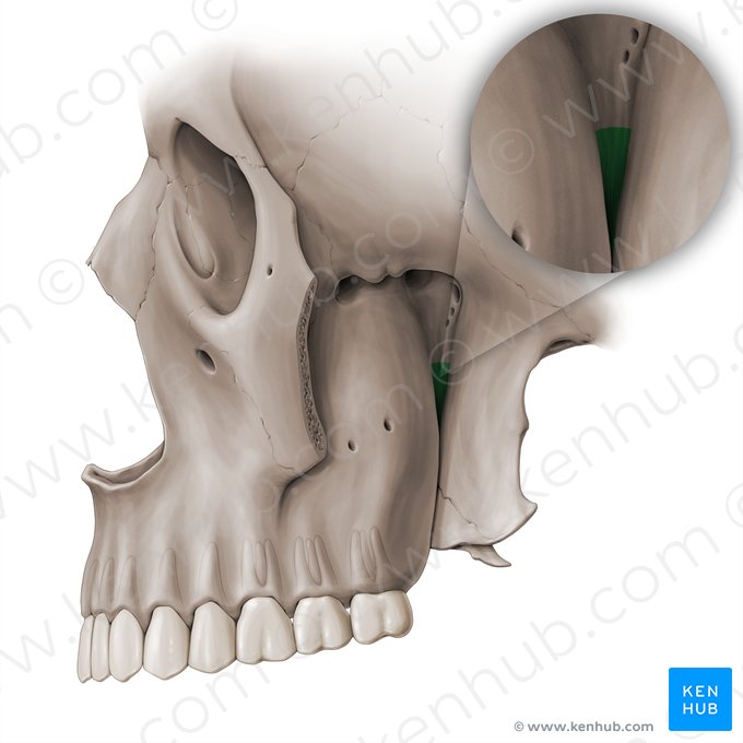 Fissura pterigomaxilar (Fissura pterygomaxillaris); Imagem: Paul Kim