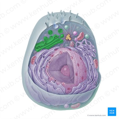 Complexo de Golgi (Apparatus golgiensis); Imagem: Paul Kim