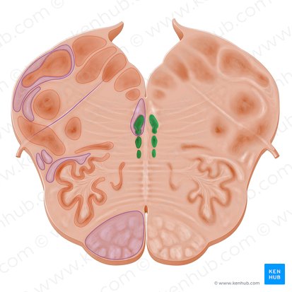 Núcleos del rafe (Nuclei raphes); Imagen: Paul Kim