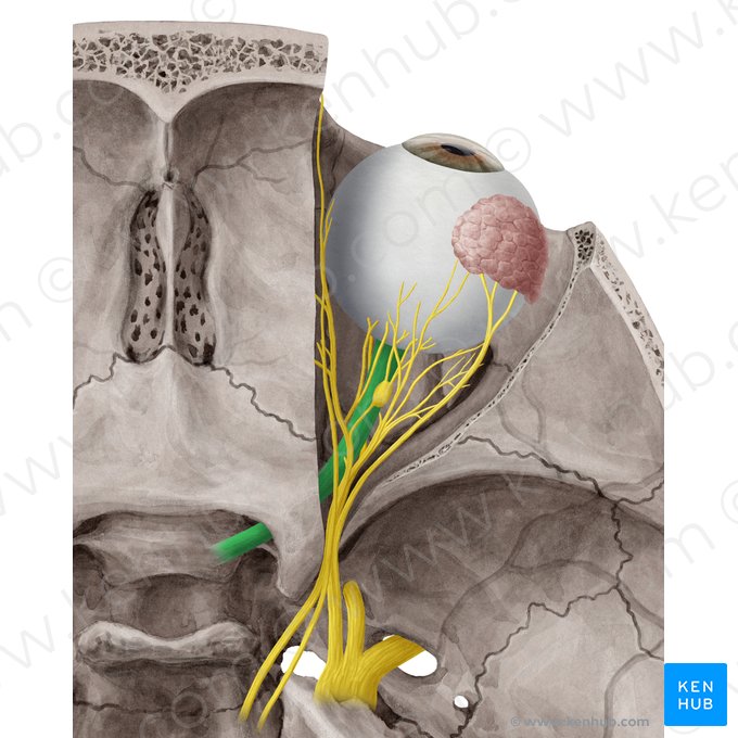 Nervus opticus (Sehnerv); Bild: Yousun Koh