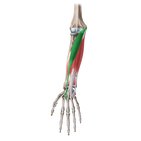 Flexor carpi radialis muscle