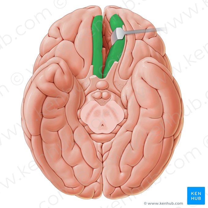 Gyrus rectus (Gerade Windung); Bild: Paul Kim