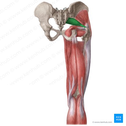 Musculus piriformis (Birnenförmiger Muskel); Bild: Liene Znotina