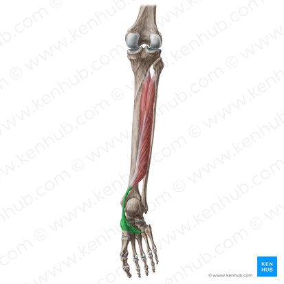 Tendon du muscle tibial postérieur (Tendo musculi tibialis posterioris); Image : Liene Znotina