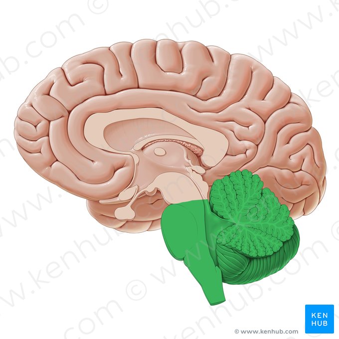 Rhombencephalon; Image: Paul Kim