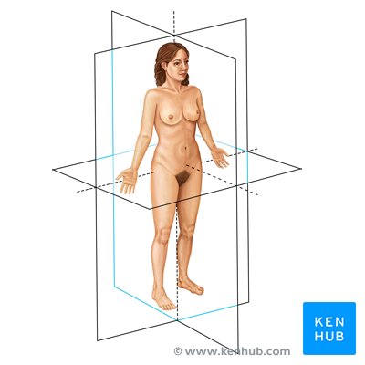Position anatomique et plans du corps