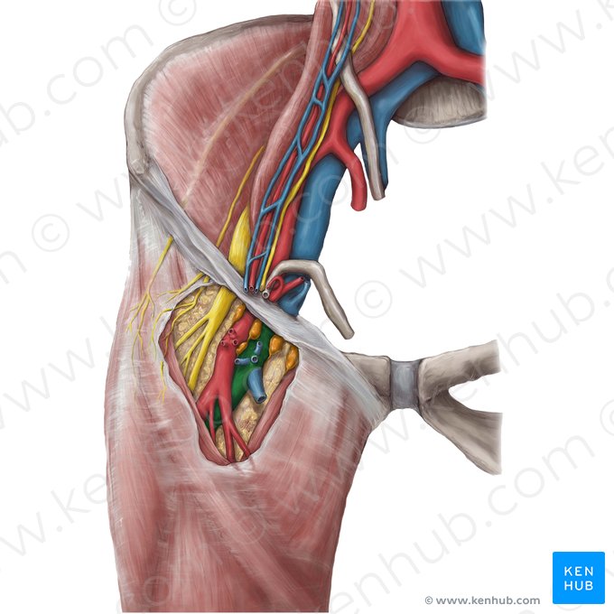 Femoral vein (Vena femoralis); Image: Hannah Ely