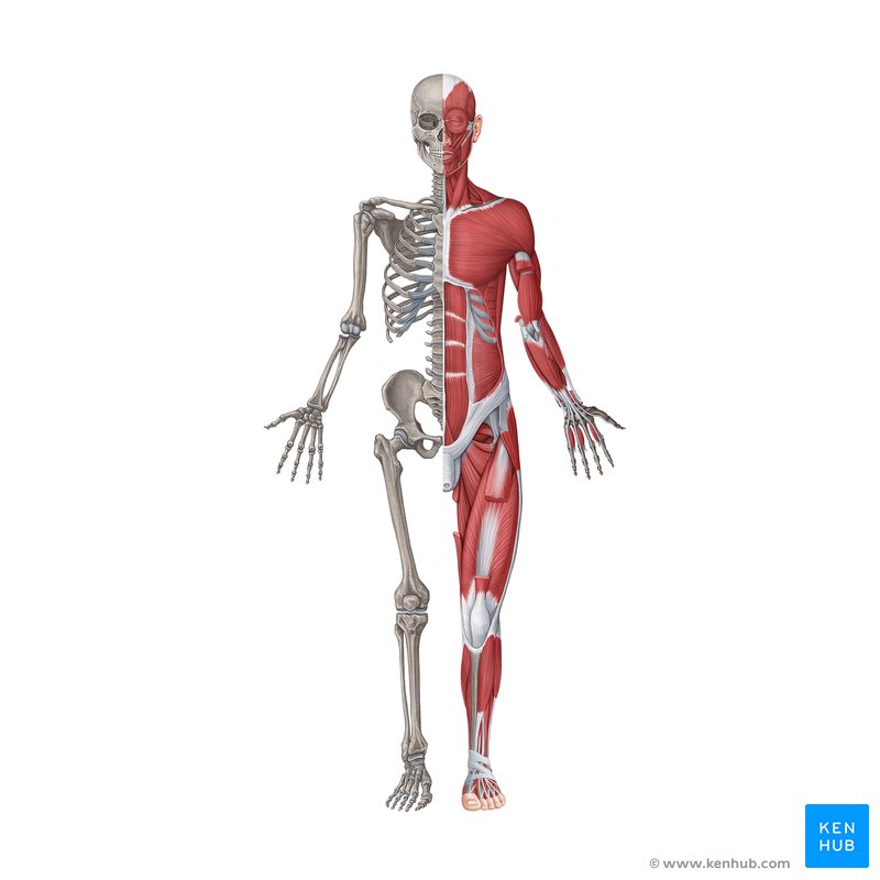 Musculoskeletal system anatomy