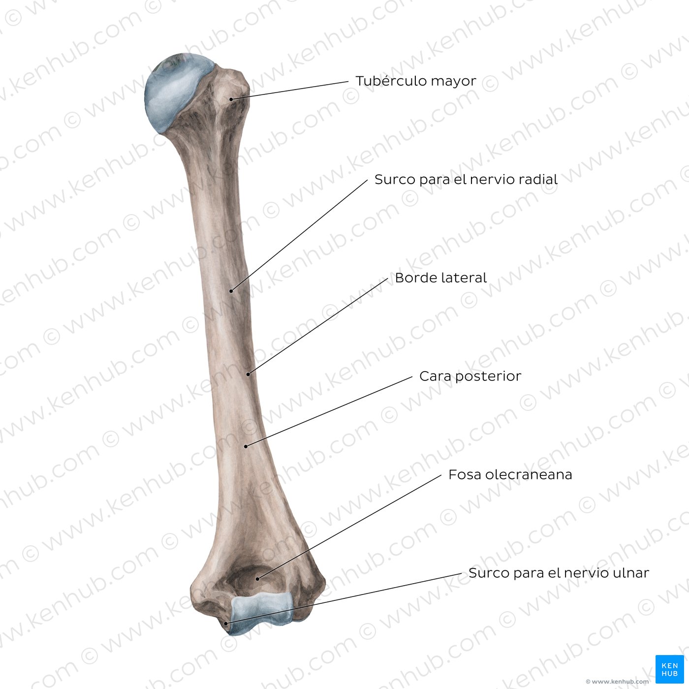 Humerus: Posterior view