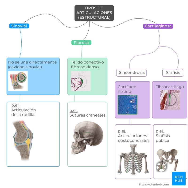 Mapa mental - Tipos de articulaciones