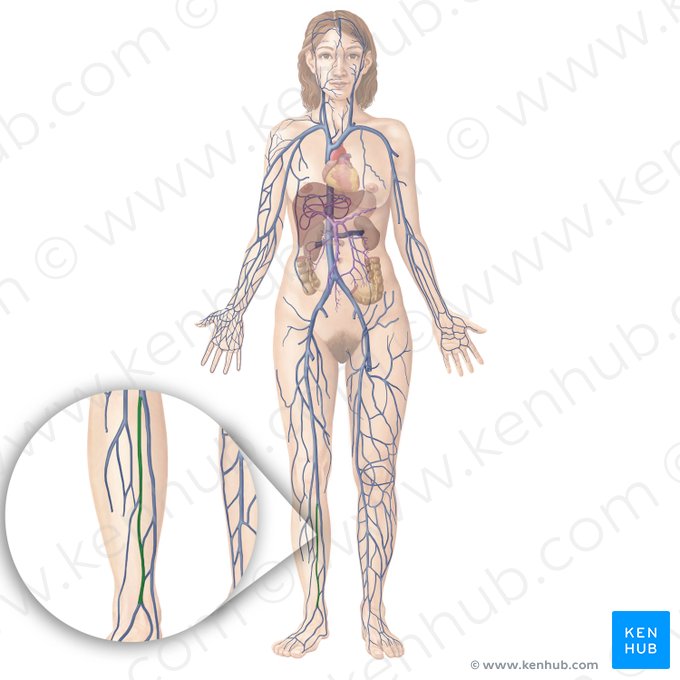 Vena tibial anterior (Vena tibialis anterior); Imagen: Begoña Rodriguez