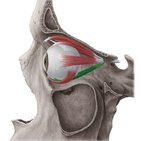 Musculus rectus inferior