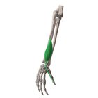 Extensor longo do polegar