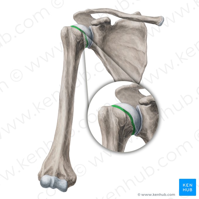 Collum anatomicum humeri (Anatomischer Hals des Oberarmknochens); Bild: Yousun Koh