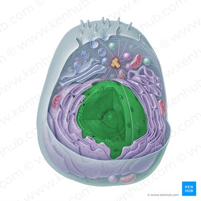 Cell nucleus (Nucleus); Image: Paul Kim