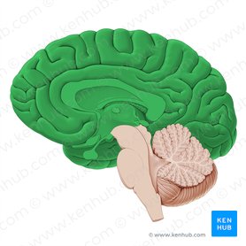 Cérebro (Cerebrum); Imagem: Paul Kim