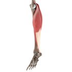 3D muscle anatomy videos