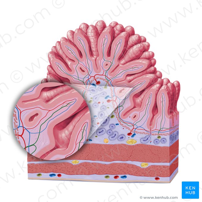 Vaso linfático intestinal (Vas lymphaticum centrale); Imagem: Paul Kim