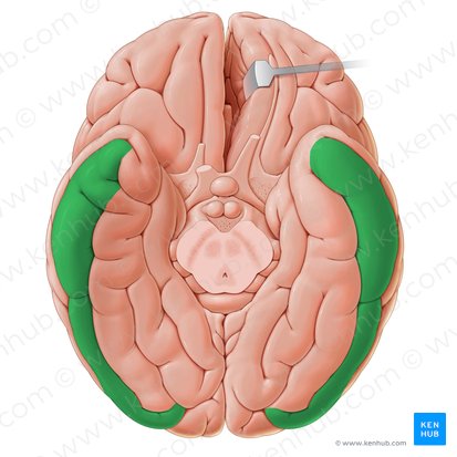 Gyrus temporalis inferior (Untere Schläfenwindung); Bild: Paul Kim