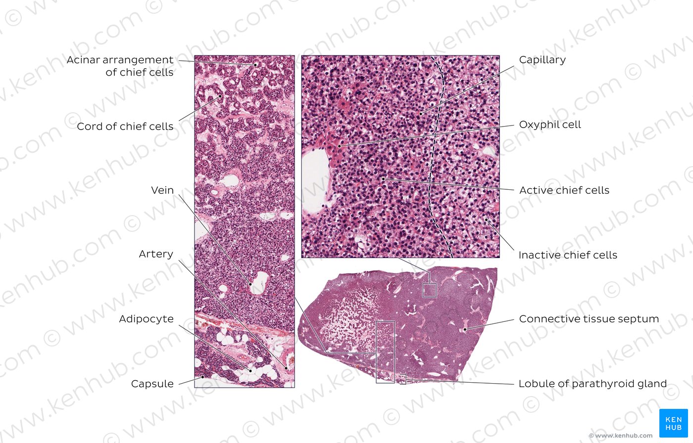 Parathyroid gland. Stain: H&E.