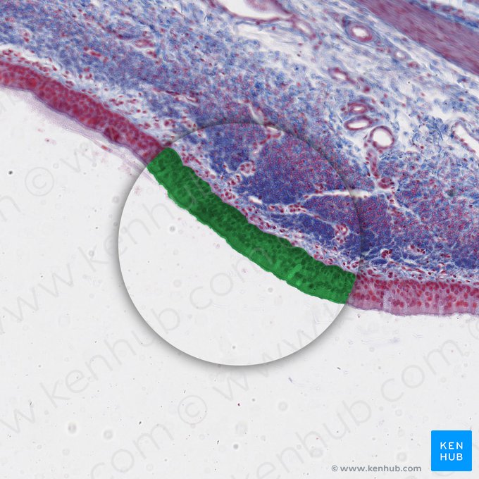 Epitelio cilíndrico pseudoestratificado con cinocilios (Epithelium pseudostratificatum columnare kinociliatum); Imagen: 